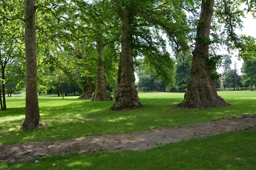 Platani nel parco.